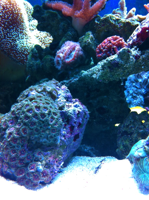 Koralleja.JPG