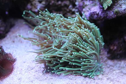 Euphyllia glabrescens.JPG