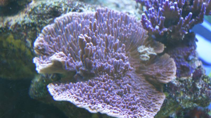 montipora.jpg