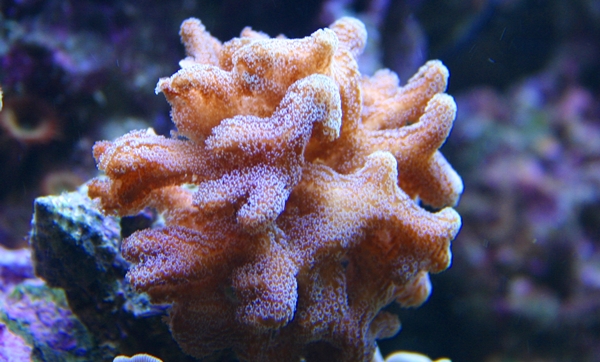 Mikä koralli.JPG