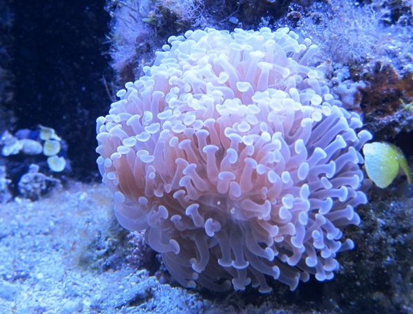 euphyllia_parancora.jpg