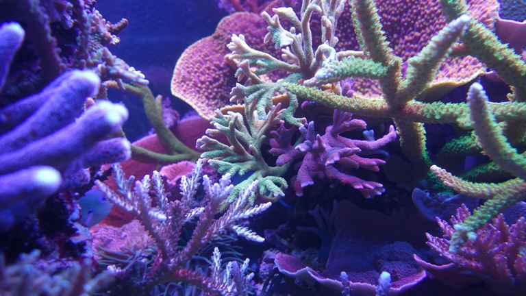 koralli.jpg