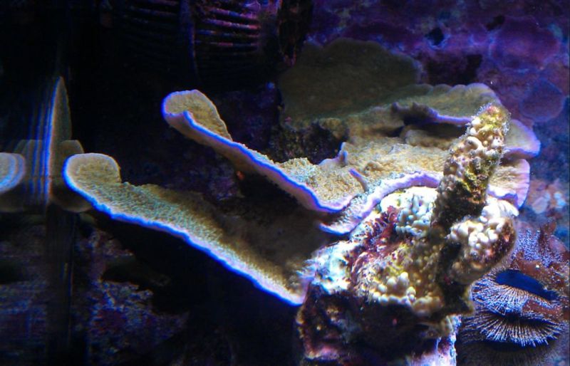 montipora14.jpg