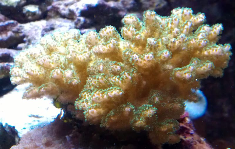 Pocillopora.jpg