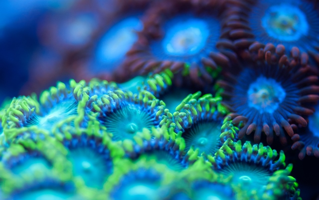 Zoa2m.jpg