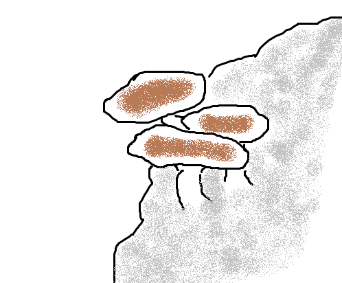 montipora.png