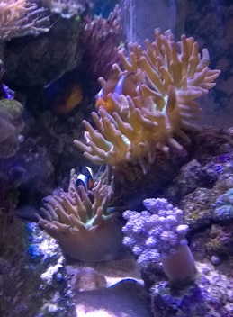 anemone.jpg