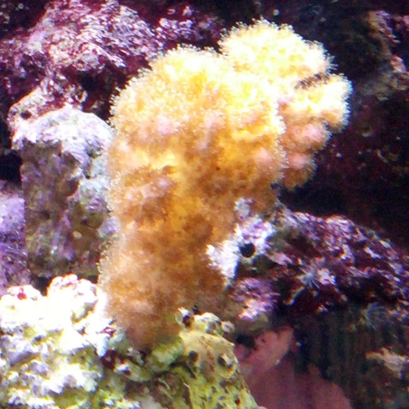 pocillopora1.jpg