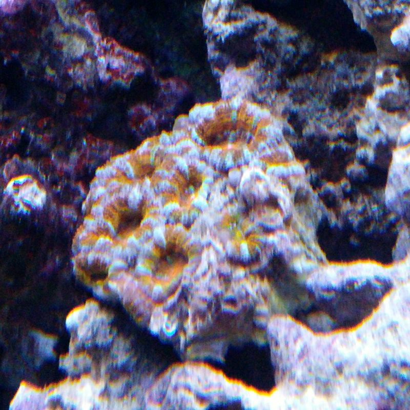 Acan.jpg