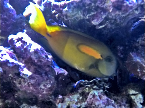 Orangeshoulder Tang arpi.jpg