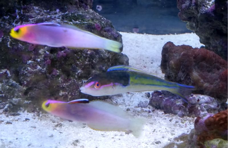 wrasse1.jpg