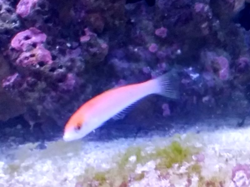 wrasse2.jpg