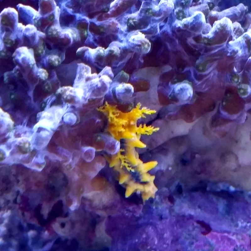 Colochirus robustus.jpg