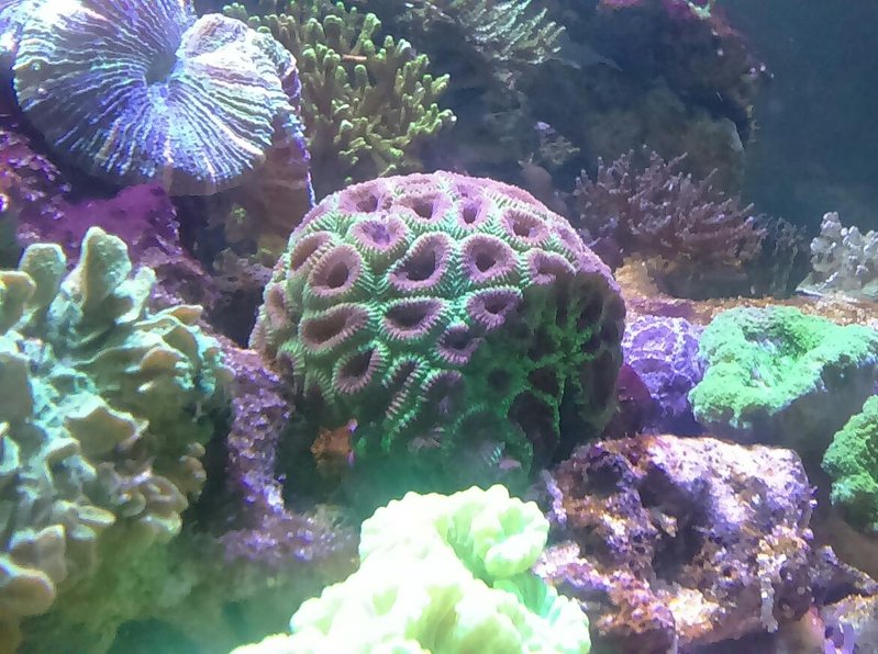 koralli.jpg