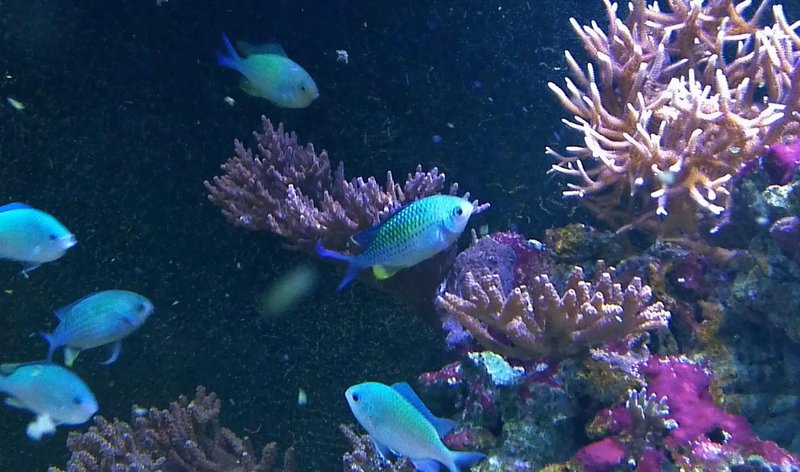 Chromis.jpg