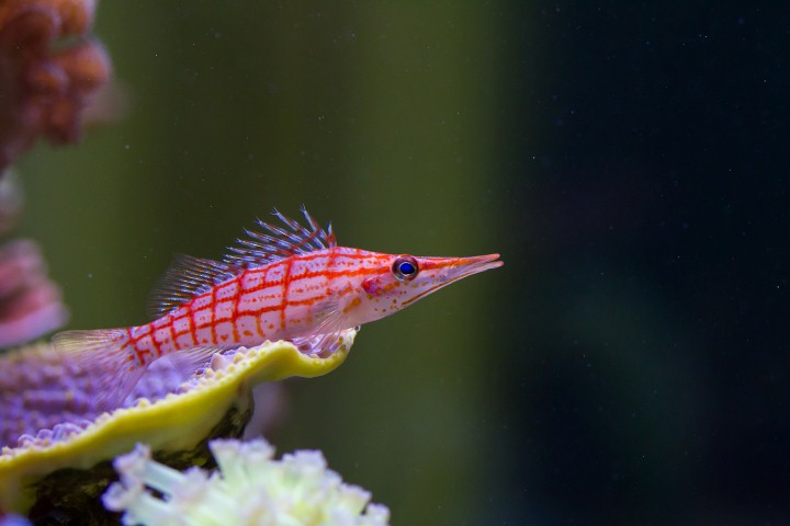 Akvaario-9737 (Small).jpg