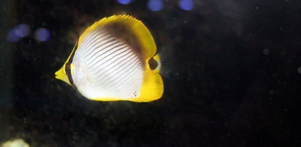 Chaetodon melannotus.JPG