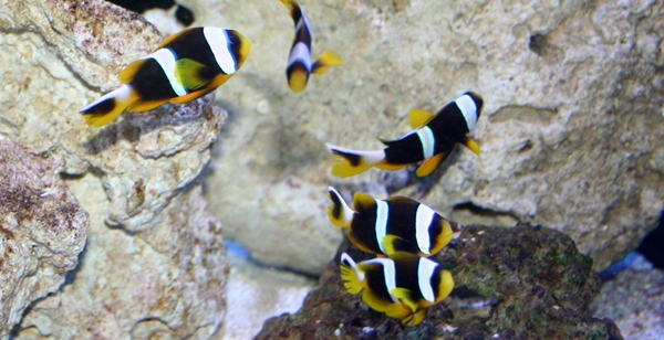 Amphiprion chrysogaster.JPG