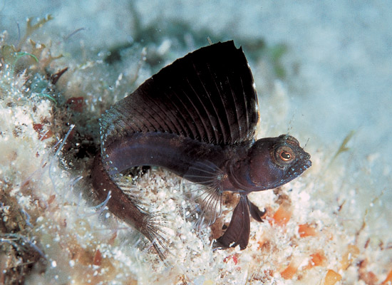 large_9414_SailfinBlenny.jpg