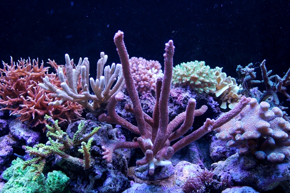 Koralleja.jpg