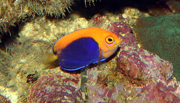 Centropyge acanthops.JPG