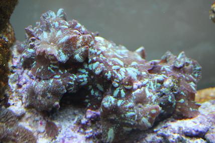 koralli_2.JPG